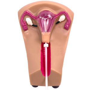 Modelo de entrenamiento de condones intrauterinos para mujer - Product Image 4
