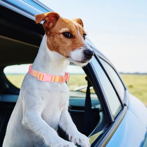 Modisches Farbverlauf-Hundehalsband aus Langlebigem Polyester-Nylon, Hochwertig mit Komfortabler Kunststoffschnalle, Fluoreszierendes Hundehalsband - Product Image 2