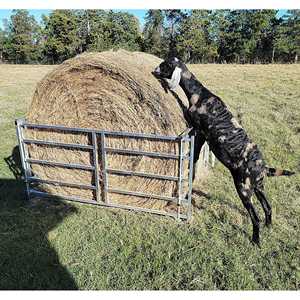 Mangeoire à foin en métal pliable pour moutons et chèvres, 6 pieds, modélisation 3D pour balles de 4x4 à 4x6, utilisation en ferme pour les lamas et les alpaga - Product Image 1