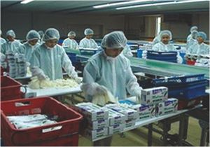 Disposable Latex Examination Gloves Powder Free 5MIL Thick 24CM Length Cut Edge Cuff Smooth General Malaysia Manufacturer - Product Image 6