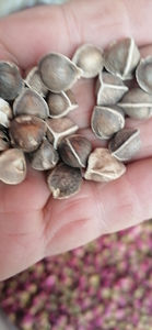 Semi di <span class=keywords><strong>albero</strong></span> di bacchette di semi di rafano essiccati grezzi interi puliti di alta qualità - Product Image 3