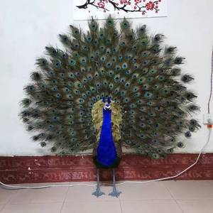 Estatua de pavo real con <span class=keywords><strong>plumas</strong></span> reales, tamaño real, en venta - Product Image 4