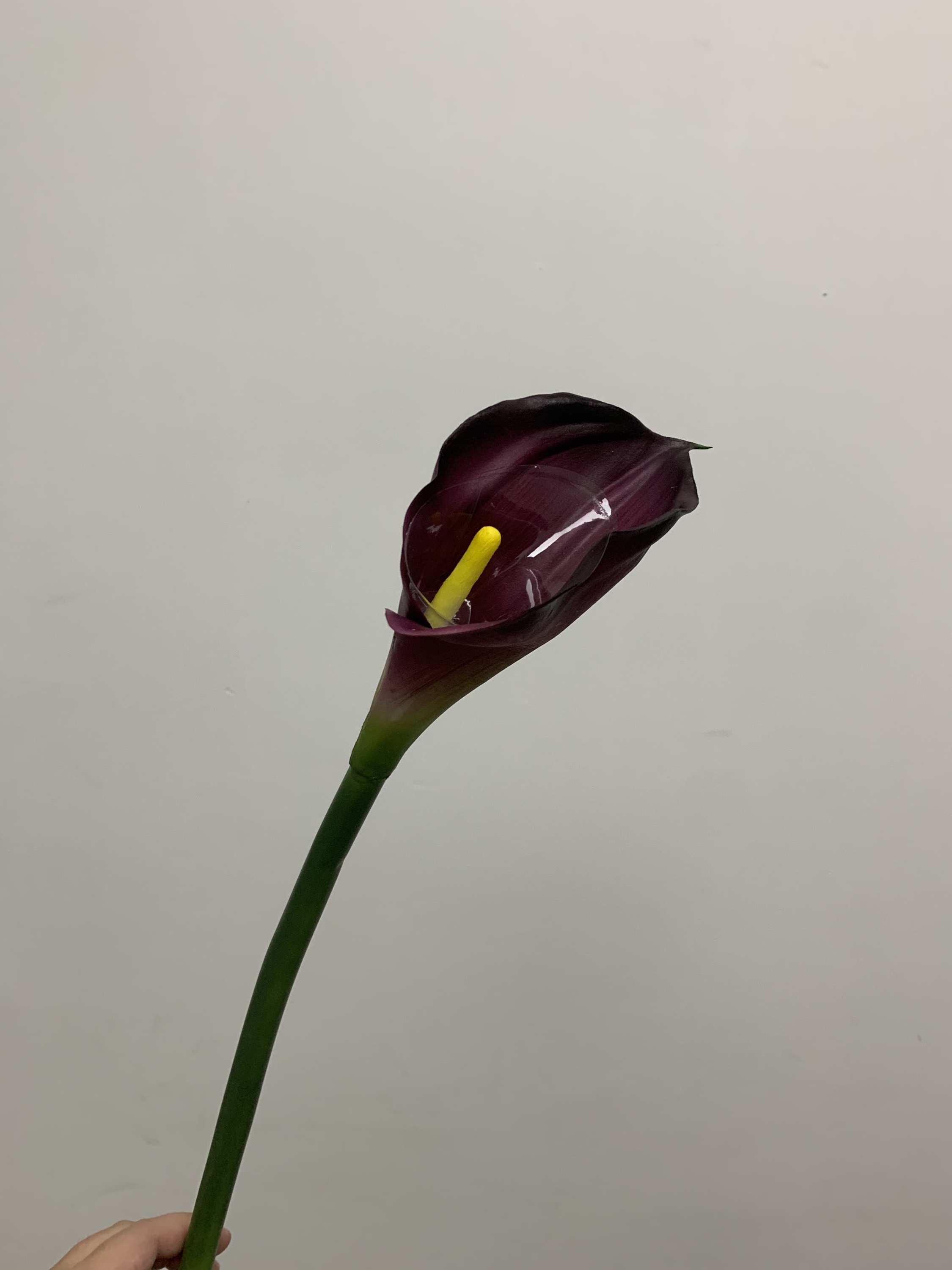 Viola