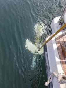 Hersteller von ozeano graphischen Instrumenten Marine Detection Equipment China Export von Unterwasser-Vermessungs geräten - Product Image 3