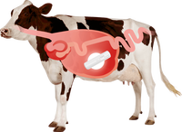 LoRaWAN Capteur de bio-capsule de canne à sucre Surveillance de ferme non toxique Capteur intra-rumen Réseau de communication bioamical pour le bétail