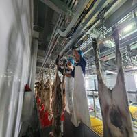Équipement commercial halal automatique complet pour l'abattage et le traitement des moutons destiné aux fermes