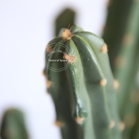 Cactus artificiel en pot pour simulation d'espace naturel, décoration paysagère, ornement végétal, Modèle Chine 11255