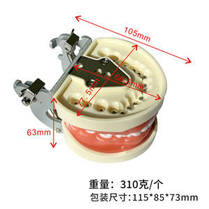 Modèle de résine dentaire standard 32 dents pleine bouche détachable préparation à l'enseignement oral pour la <span class=keywords><strong>formation</strong></span> en sciences médicales - Product Image 2