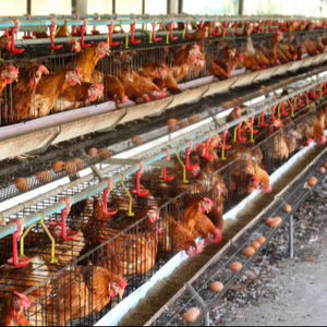 Sistema de Bebida para Aves, <span class=keywords><strong>Jaula</strong></span> de Alimentación para Aves de Corral, Batería Automática, 96/120/128/160 - Product Image 1