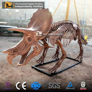 <span class=keywords><strong>Esqueleto</strong></span> <span class=keywords><strong>de</strong></span> <span class=keywords><strong>Triceratops</strong></span> Realista, Fósil <span class=keywords><strong>de</strong></span> Dinosaurio para Exhibición en Museo, Modelo Dino DS046, en Venta - Product Image 6