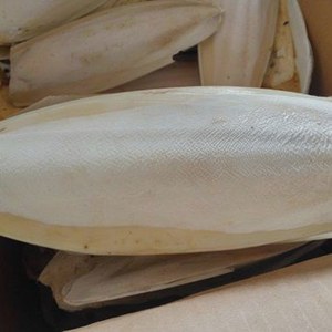 HUESO DE SEPPIA SECO/ HUESO DE CUTTLEFISH/ HUESO DE CALAMAR para Aves - Product Image 1