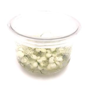 Invitro Planten Anubias Nana Bonte Anubia 'S - Product Image 3