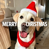 Chapeau de Noël pour chiens et chats, en peluche rouge avec pompon blanc, accessoire de costume d'hiver pour animaux de compagnie, décoration de fête