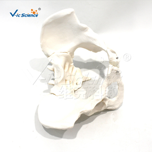 Modèle de squelette pelvien féminin humain grandeur nature en PVC écologique pour l'enseignement en obstétrique, orthopédie, anatomie et laboratoire CE/ISO/ROHS/CNAS - Product Image 3