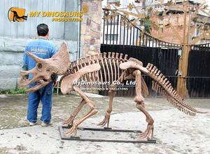 My Dino Theme Playground Tamaño real <span class=keywords><strong>Triceratops</strong></span> <span class=keywords><strong>Dinosaurio</strong></span> <span class=keywords><strong>Esqueleto</strong></span> - Product Image 5