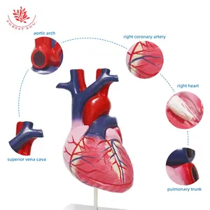 משאבי הוראת לב דגם אנטומי אדם לב דגם מכירה לוהטת באיכות גבוהה 3D אדם לב דגם