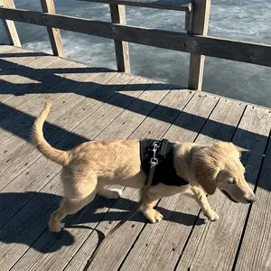 Harnais de gilet pour chien réglable robuste personnalisé avec poignée Harnais tactique pour chien d'aventure en plein air de voyage construit pour les promenades