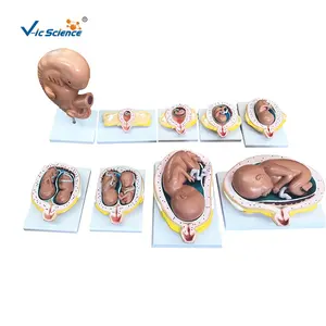 Model Set, 9 models anatomy female pelvis human basic human