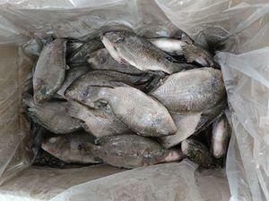 أسماك البلطي المجمدة بالجملة ، سمك البلطي الكامل ، سمك البلطي المستورد من الصين - Product Image 4