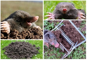 Tijeras <span class=keywords><strong>de</strong></span> trampa para topos <span class=keywords><strong>de</strong></span> acero galvanizado sólido, eliminador <span class=keywords><strong>de</strong></span> marmotas para <span class=keywords><strong>casa</strong></span> <span class=keywords><strong>de</strong></span> granja familiar, eliminador <span class=keywords><strong>de</strong></span> topos <span class=keywords><strong>de</strong></span> césped para un control eficaz <span class=keywords><strong>de</strong></span> plagas - Product Image 5