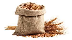 Blé Séché Biologique Premium en Vrac Qualité Alimentaire Non-OGM Riche en Protéines Fourniture en Gros pour la Boulangerie Commerciale et l'Exportation de Pâtes - Product Image 1