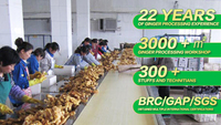 Vente en gros de gingembre frais de Chine et de tranches de gingembre séchées à l'air sans soufre, export direct d'usine avec emballage personnalisé
