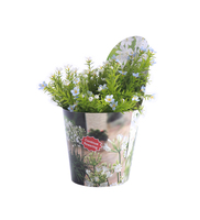 Manchons de pots décoratifs en plastique imperméables personnalisés pour plantes