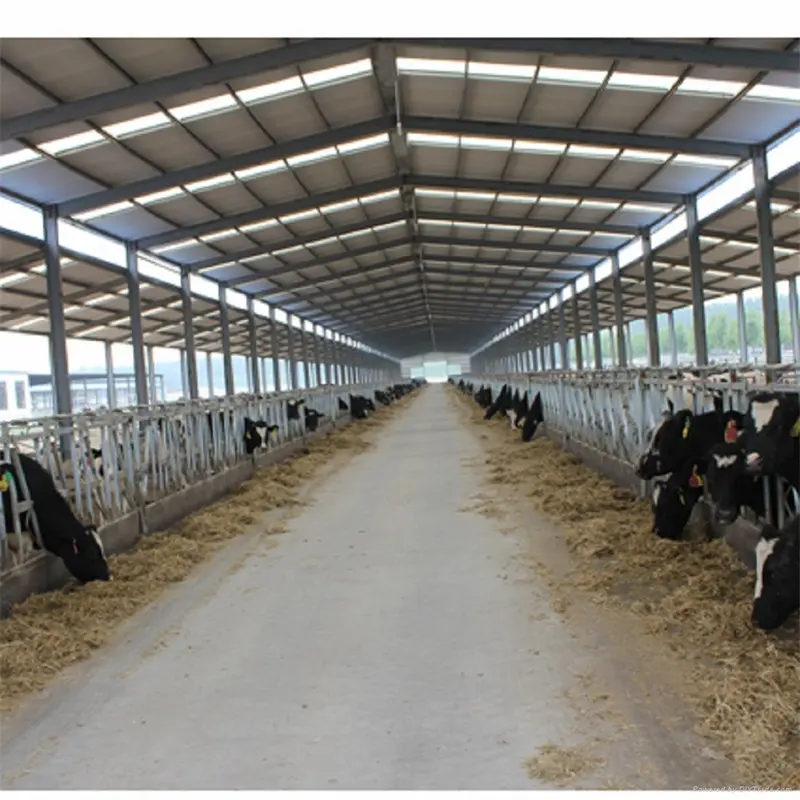 Ferramentas de agricultura de vaca e estrutura de aço construção de edifício de vaca