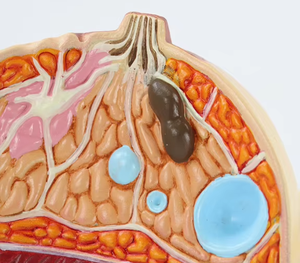 Modelo Anatómico de Seno Femenino de Plástico Médico YULIN - Ayuda de Entrenamiento para Ciencias Médicas - Product Image 6
