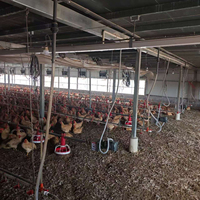 Équipement complet pour élevage avicole : Ensemble de mangeoires et abreuvoirs automatiques pour poulets de chair en élevage au sol
