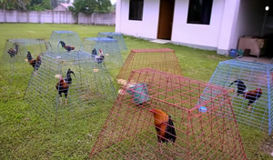 Poulaillers pliants économiques en métal 70x70, <span class=keywords><strong>cages</strong></span> portables 1x1 pour combats de poulets, pour les pigeonneurs et les oiseaux volatiles - Product Image 6