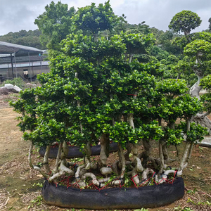 Venta al por Mayor de Árboles Bonsái de Banyan Chino, Varios Estilos, Grandes, Vivos, para Jardín, <span class=keywords><strong>Hotel</strong></span>, Plantas Ornamentales, Árbol de Ficus - Product Image 3