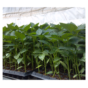 Nhà Máy Nhựa Có Thể Tái Sử Dụng Chất Lượng Cao Khay Ươm Hạt Giống Cho Nhà Kính - Product Image 4