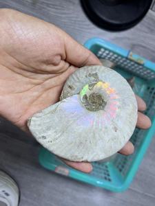 Fossile di Ammonite Naturale Iridiscente all'Ingrosso, Esemplare di Conchiglia Antica Arcobaleno per Decorazioni Domestiche e Meditazione Reiki - Fornitura all'Ingrosso - Product Image 2