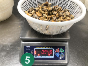 Precio de fábrica carne de mejillón sin cáscara mejillón <span class=keywords><strong>cocido</strong></span> congelado Carne de Mytilus edulis congelada - Product Image 6