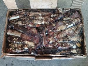 Calmar du Pacifique Sud, Calmar entier rond surgelé individuellement avec une taille <span class=keywords><strong>de</strong></span> 100 à 300 g, Fruits <span class=keywords><strong>de</strong></span> mer sauvages pour la vente en gros - Product Image 6