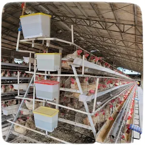 Ferme avicole Système de cage de batterie de poules pondeuses galvanisées automatiques avec accessoires complets