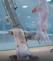 Nouvel équipement d'abattage halal pour chèvres, projet clé en main, ligne d'abattage de moutons, abattoir avec équipement d'abattoir hygiénique