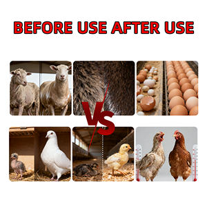 Supplément de volaille en cage Golden Vitasol empêche le supplément enzymatique de manque de nutriments induit par la lumière - Product Image 3