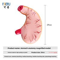 Modèle d'anatomie de l'estomac humain, naturel, grossissement 2x, pour l'enseignement biomédical, modèle de présentation sectionnel de la paroi viscérale, origine Chine