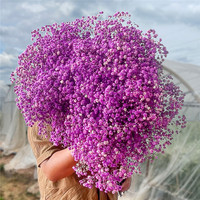 Offre Spéciale : Fleurs de Gypsophile Séchées et Préservées pour Décoration Intérieure et Extérieure, Mariages et Maison