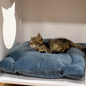 Caja de arena para casa de mascotas y paseo para gatos, casa para mascotas de alta calidad - Product Image 2