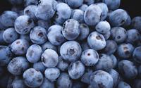 Poudre d'anthocyanes de qualité alimentaire supérieure 5%-25% Extrait de myrtille