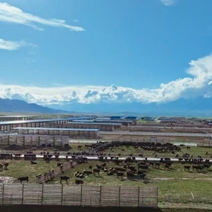 Tùy chỉnh q355b khung thép bò đổ trang trại xây dựng gia súc đổ với tấm pin mặt trời - Product Image 3