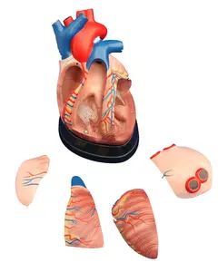 Middle Heart Model cardiopulmonary resuscitation training stent anatomical model