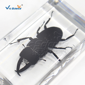 Especímen de Escarabajo Cornudo de Mandíbula Larga Encapsulado en Resina, Estructura Completa de Coleoptero para Enseñanza de Biología CE/ISO/ROHS/CNAS - Product Image 4