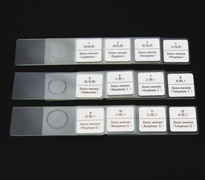 12 PCS Plant Microscope Slides <span class=keywords><strong>Cebolla</strong></span> Anthers Meiosis <span class=keywords><strong>Microscopio</strong></span> Preparado Slides - Product Image 5