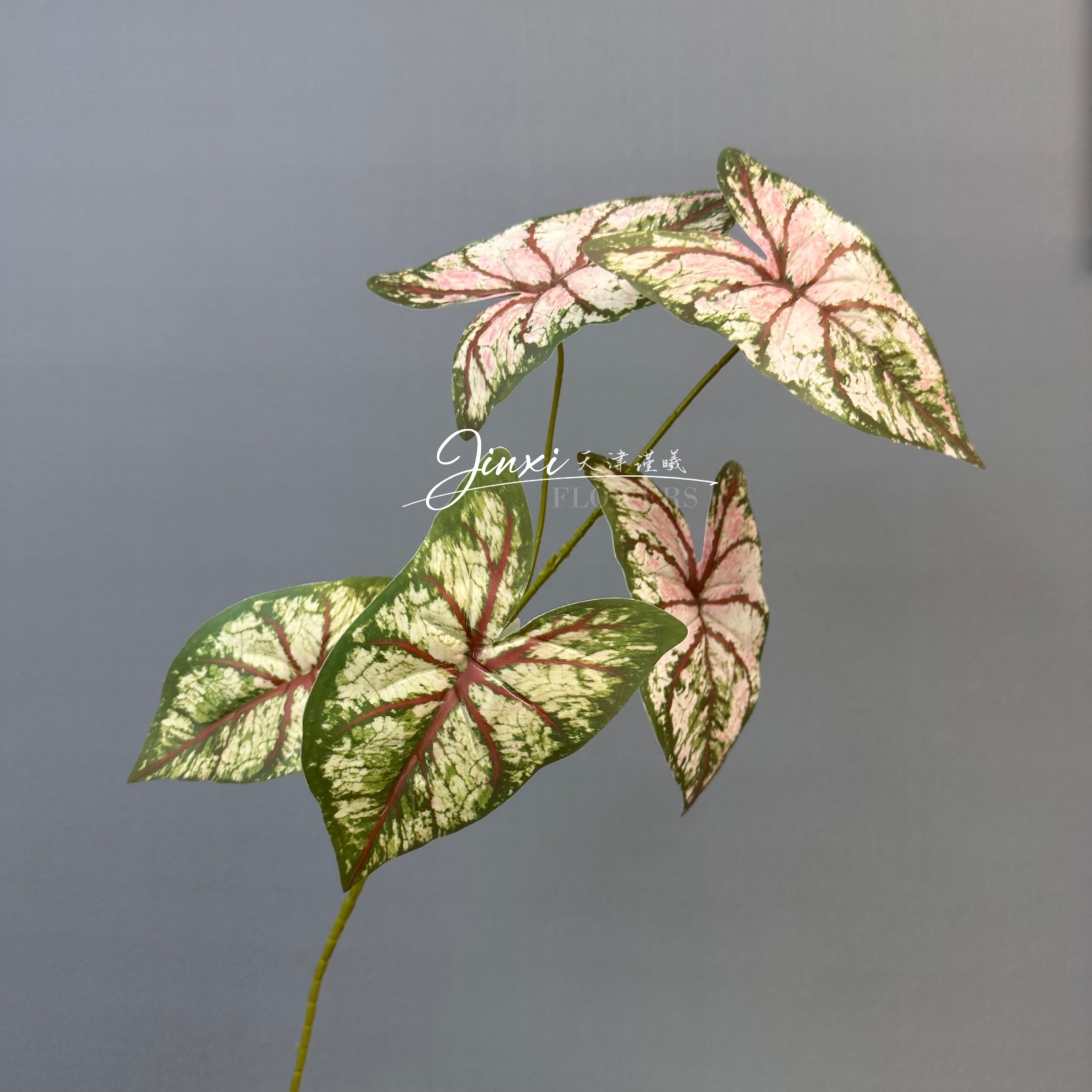 Carapace de tortue à 5 fourches, vert rosé, 77 cm