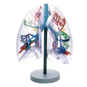 模型GD/A13009透明肺段模型解剖模型