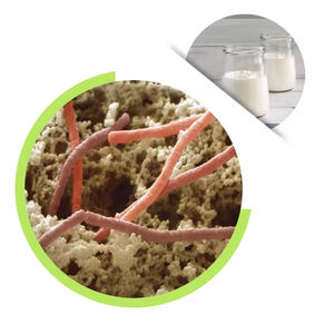 Venta de fábrica <span class=keywords><strong>Lactobacillus</strong></span> <span class=keywords><strong>Bulgaricus</strong></span> Probióticos de grado alimenticio secos Bacillus <span class=keywords><strong>Bulgaricus</strong></span> para yogur - Product Image 2